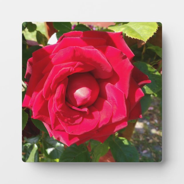 Plaque Photo Rouge Velvet Bud (Devant)