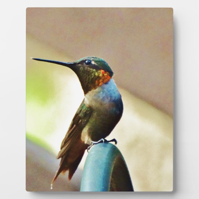 Plaque Photo Ruby perché et petit colibri vert (Devant)