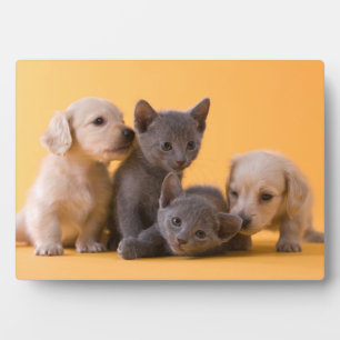 Plaque Photo Russian Blue Kittens & Dachshund Puppies