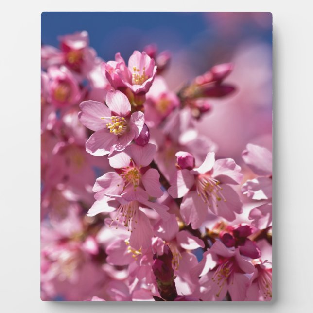 Plaque Photo Sakura Cherry Blossoms embrassés par Sunlight (Devant)