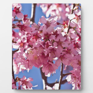 Plaque Photo Sakura Cherry Blossoms Red Stars
