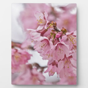 Plaque Photo Sakura Cherry Blossoms rose pâle
