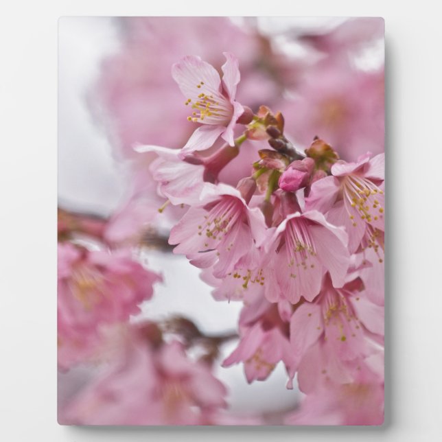 Plaque Photo Sakura Cherry Blossoms rose pâle (Devant)
