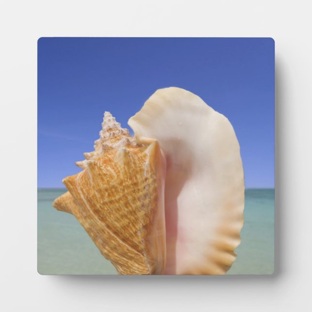 Plaque Photo Sea shell Close (Devant)