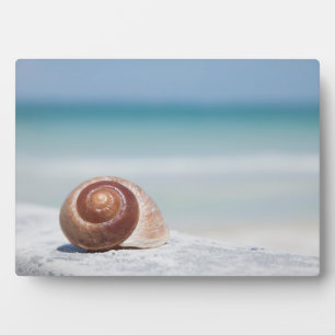 Plaque Photo Seashell Saint-Pétersbourg, Floride