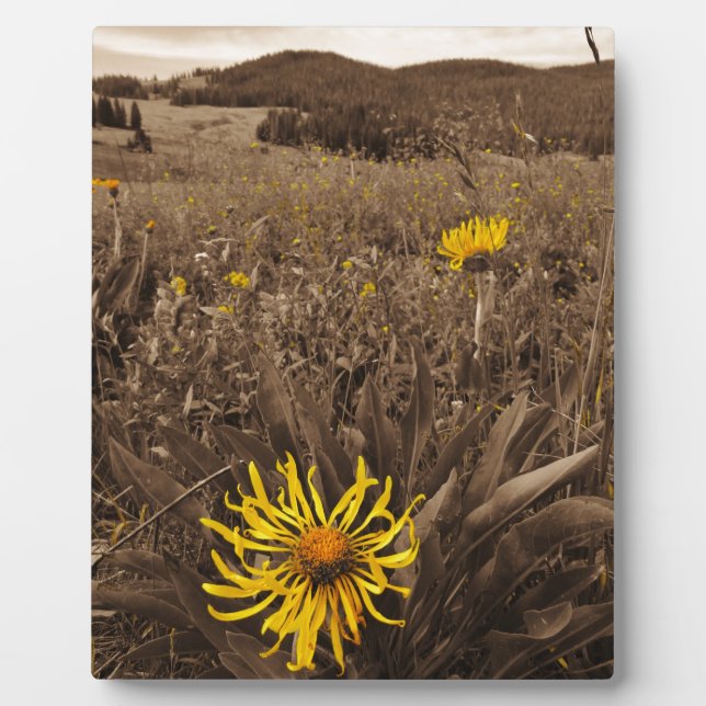 Plaque Photo Sepia tone fleurs sauvages jaunes (Devant)