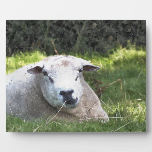 PLAQUE PHOTO SHEEP (Devant)