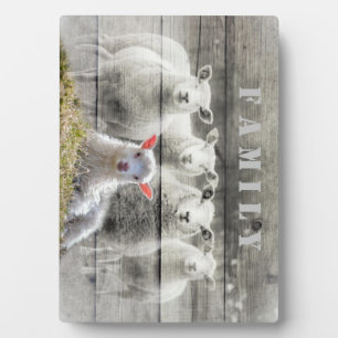 Plaque Photo Sheep Flock Baby Lamb