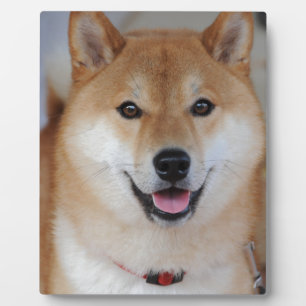 Plaque Photo Shiba inu