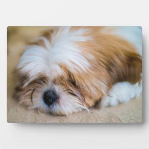Plaque Photo Shih Tzu