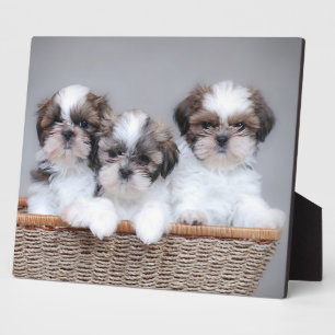 Plaque Photo Shih Tzu puppies