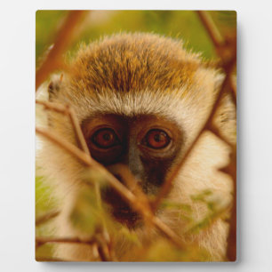 Plaque Photo Singe Cheeky.