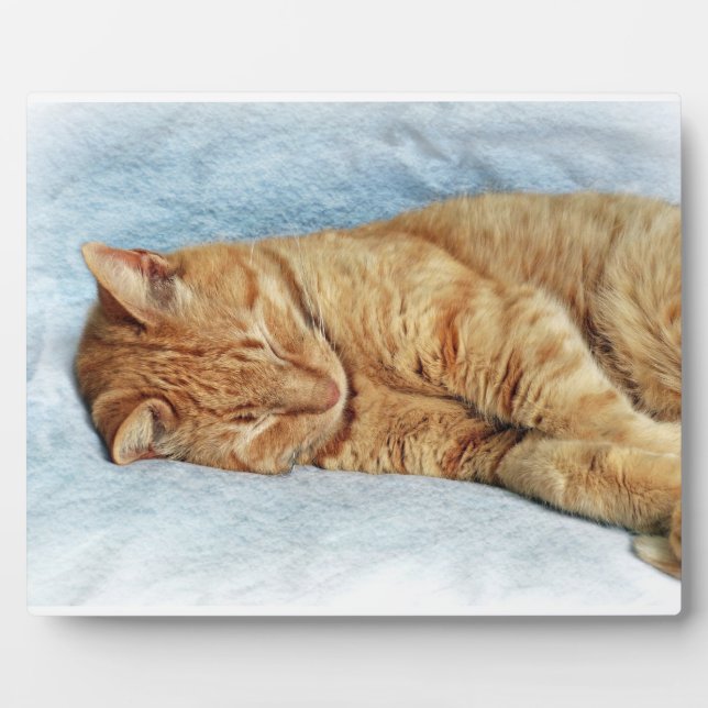 Plaque Photo Sleepy Kitty (Devant)