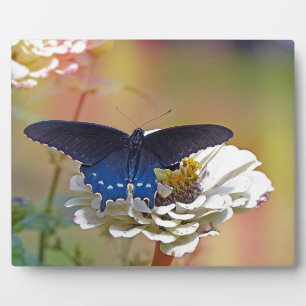 Plaque Photo Spicebush Swallower