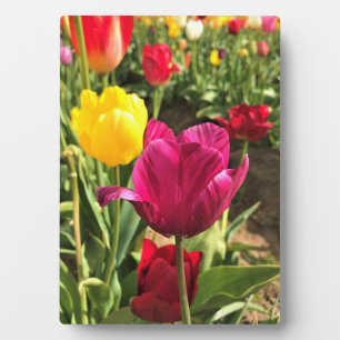 Plaque Photo Spring tulips, Oregon