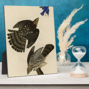 Plaque Photo Stanley (Cooper's) Hawk Audubon's Birds of America