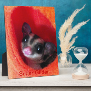 Plaque Photo Sugar Glider in Orange Hanging Bed