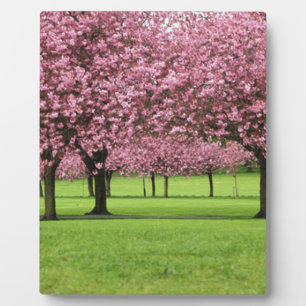 PLAQUE PHOTO SUPERBE FLEUR DE CERISIER