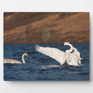 Plaque Photo Swan