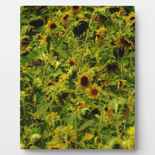 Plaque Photo Terrain de tournesol (Devant)