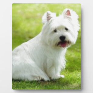Plaque Photo terrier écossais