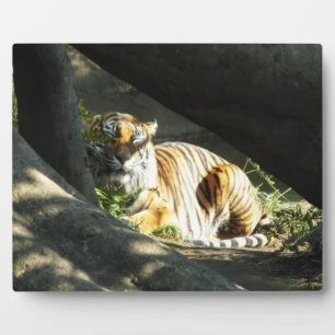 Plaque Photo Tiger Catnap