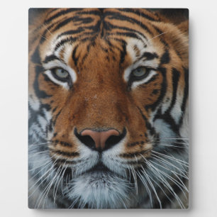 Plaque Photo Tiger Chat Stripes Jungle Mist Animal