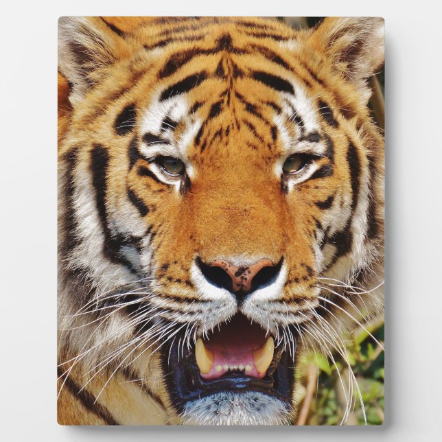 Plaque Photo Tigre (Devant)