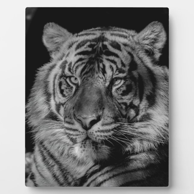 Plaque Photo Tigre noir et blanc (Devant)