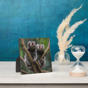 Plaque Photo Tiny Marmoset Titans Parmi les Branches,