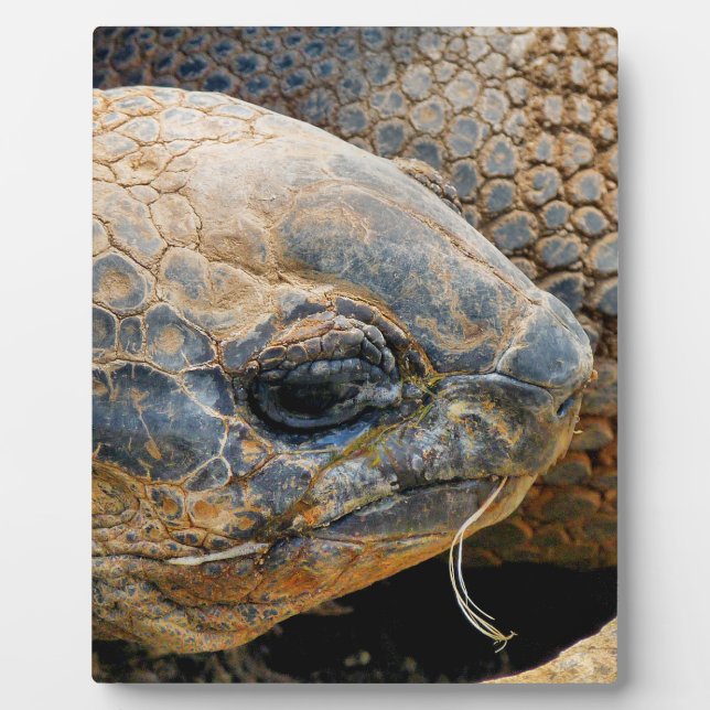 PLAQUE PHOTO TORTOISE GÉANT (Devant)