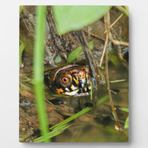 Plaque Photo Tortue et têtards