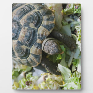 Plaque Photo Tortue mignonne