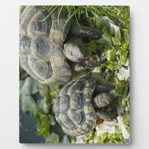 Plaque Photo Tortues mignonnes