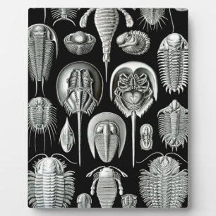 Plaque Photo Trilobites and Fossils in Black and White
