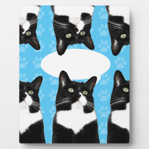 Plaque Photo Triple Cute Kitty Make Statement Fun Photo