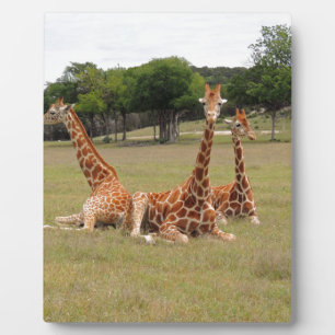 Plaque Photo Trois girafe à Fossil Rim