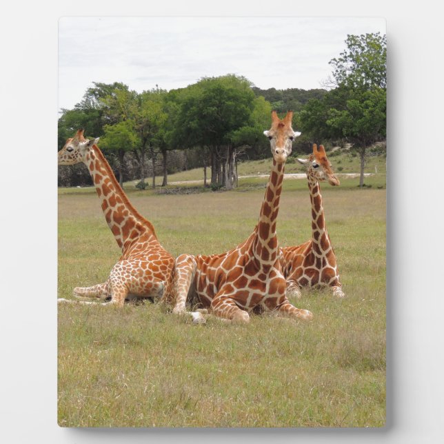 Plaque Photo Trois girafe à Fossil Rim (Devant)