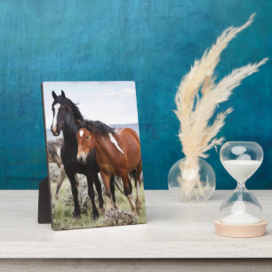 Plaque Photo Troupeau de chevaux sauvages