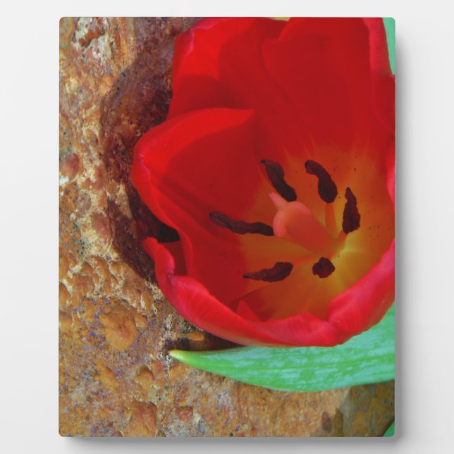 Plaque Photo Tulipe jaune printemps et rouge (Devant)