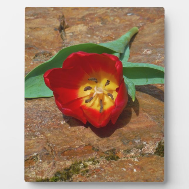 Plaque Photo Tulipe rouge du printemps (Devant)