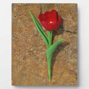 Plaque Photo Tulipe rouge et jaune