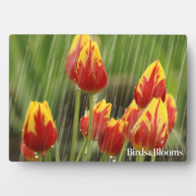 Plaque Photo Tulipes de printemps (Devant)