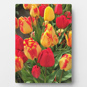 Plaque Photo Tulipes jaunes et rouges