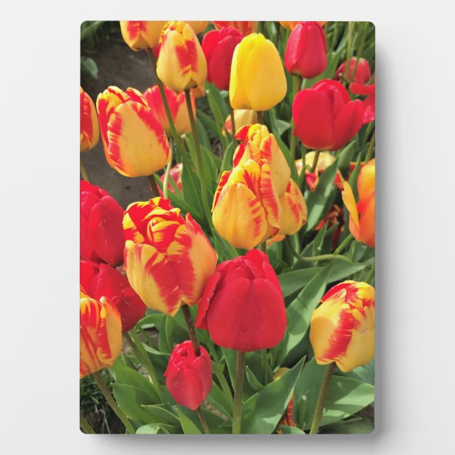 Plaque Photo Tulipes jaunes et rouges (Devant)
