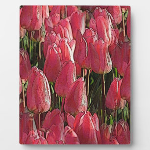 Plaque Photo Tulipes roses florales