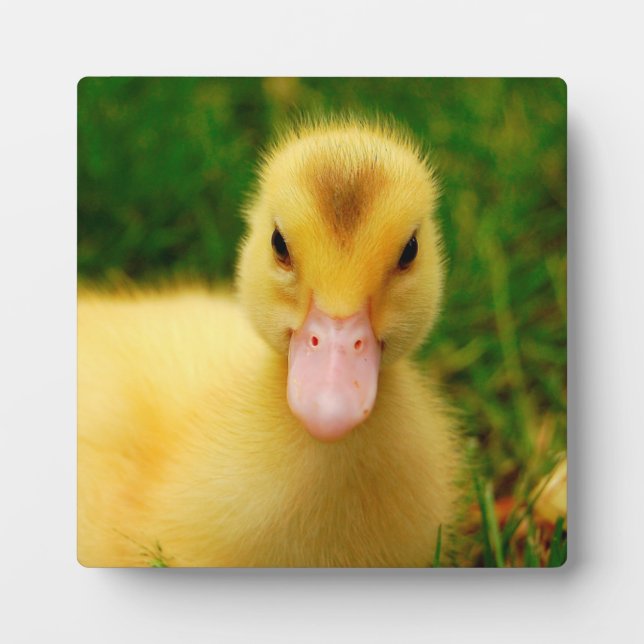 Plaque Photo Un Petit Canard (Devant)