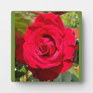 Plaque Photo Velvet rouge