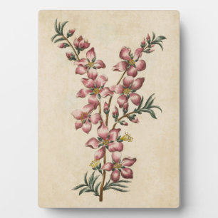Plaque Photo Vintage florale d'amandes florales