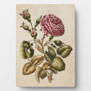 Plaque Photo Vintage Rose végétal